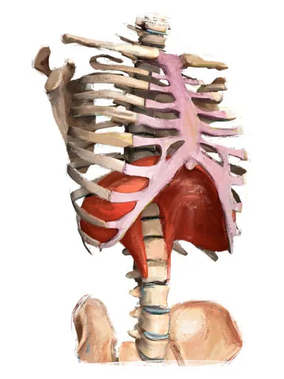 Diaphragm