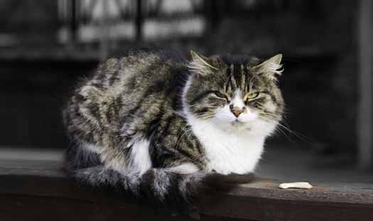 lower life expectancy in cat